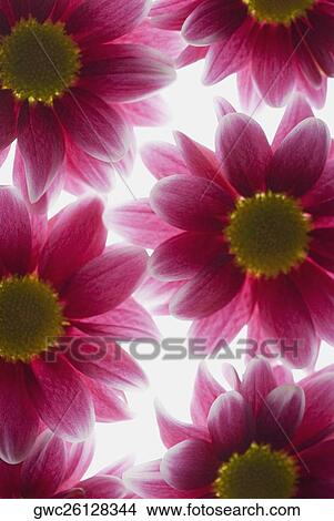 Picture - Close-up of flowers. Fotosearch