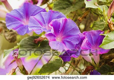 Picture - Close-up of flowers, Positano, Amalfi Coast, Salerno, Campania, Italy. Fotosearch