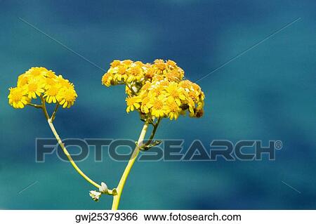 Close-up of flowers, Sorrento, Sorrentine Peninsula, Naples Province, Campania, Italy View Large Photo Image Stock Photograph - Close-up of flowers, Sorrento, Sorrentine Peninsula, Naples Province, Campania, Italy. Fotosearch