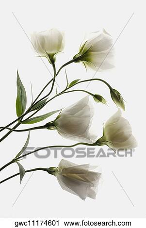 Close-up of flowers View Large Photo Image Stock Image - Close-up of flowers. Fotosearch