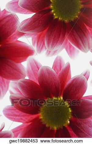 Close-up of flowers View Large Photo Image Stock Image - Close-up of flowers. Fotosearch