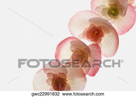 Stock Image - Close-up of flowers. Fotosearch