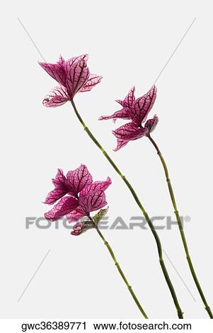 Stock Image - Close-up of flowers. Fotosearch