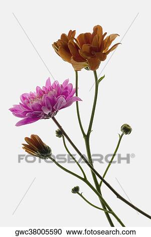 Stock Image - Close-up of flowers. Fotosearch
