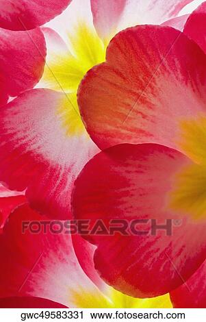 Close-up of flowers View Large Photo Image Stock Image - Close-up of flowers. Fotosearch