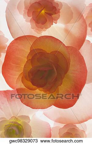 Close-up of flowers View Large Photo Image Stock Image - Close-up of flowers. Fotosearch