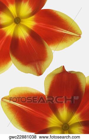 Close-up of flowers View Large Photo Image Stock Photo - Close-up of flowers. Fotosearch