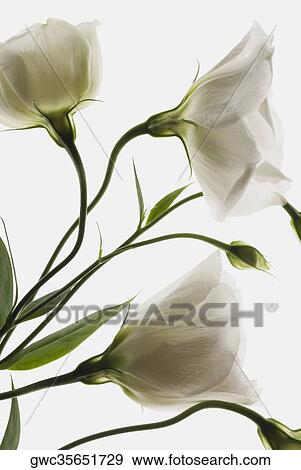 Stock Photo - Close-up of flowers. Fotosearch