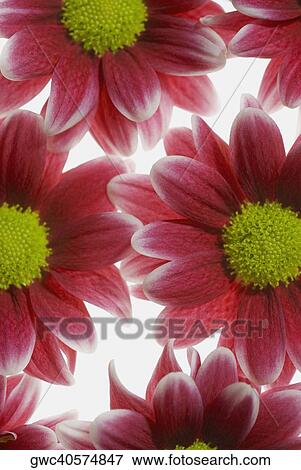 Close-up of flowers View Large Photo Image Stock Photo - Close-up of flowers. Fotosearch