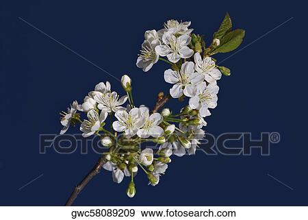 Stock Photo - Close-up of flowers. Fotosearch