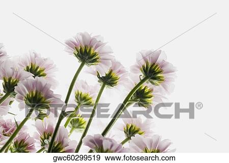 Close-up of flowers View Large Photo Image Stock Photo - Close-up of flowers. Fotosearch
