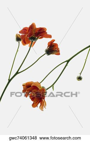 Stock Photo - Close-up of flowers. Fotosearch