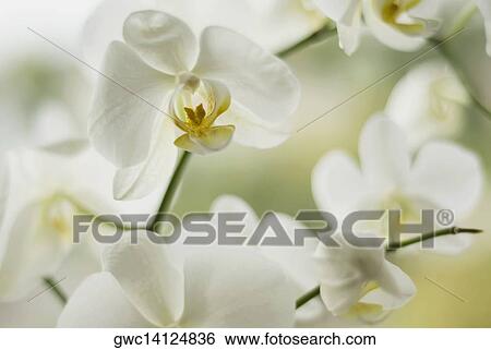 Close-up of flowers View Large Photo Image Stock Photograph - Close-up of flowers. Fotosearch