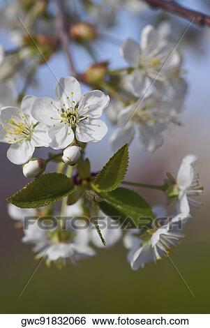 Close-up of flowers View Large Photo Image Stock Photograph - Close-up of flowers. Fotosearch