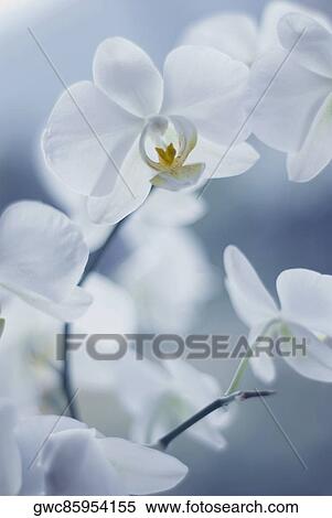 Stock Photography - Close-up of flowers. Fotosearch