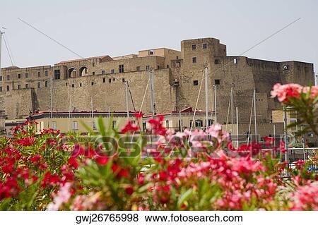 Close-up of flowers with a castle in the background, Castel dell'Ovo, Baia di Napoli, Naples, Naples Province, Campania, Italy View Large Photo Image Stock Photo - Close-up of flowers with a castle in the background, Castel dell'Ovo, Baia di Napoli, Naples, Naples Province, Campania, Italy. Fotosearch