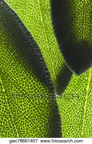 Close-up of green leaves View Large Photo Image Stock Photo - Close-up of green leaves. Fotosearch