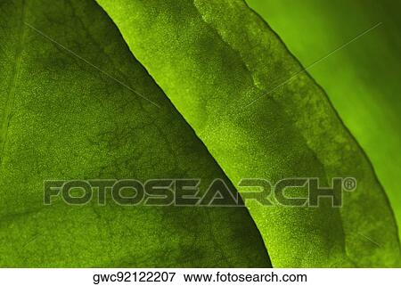 Close-up of green leaves View Large Photo Image Stock Photo - Close-up of green leaves. Fotosearch