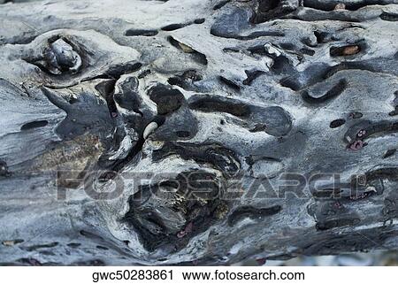 Close-up of knotted tree trunk View Large Photo Image Stock Image - Close-up of knotted tree trunk. Fotosearch
