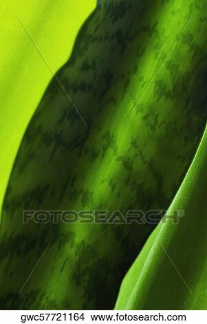 Picture - Close-up of leaves. Fotosearch