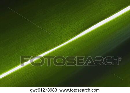 Stock Image - Close-up of leaves. Fotosearch