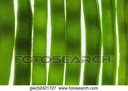 Close-up of leaves View Large Photo Image Stock Photo - Close-up of leaves. Fotosearch