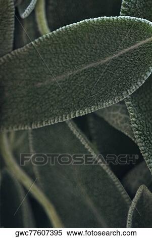 Close-up of leaves View Large Photo Image Stock Photography - Close-up of leaves. Fotosearch