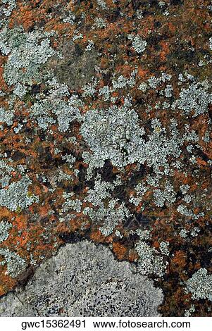 Close-up of lichen on rock View Large Photo Image Stock Image - Close-up of lichen on rock. Fotosearch