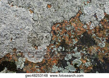 Close-up of lichen on rock View Large Photo Image Stock Photo - Close-up of lichen on rock. Fotosearch