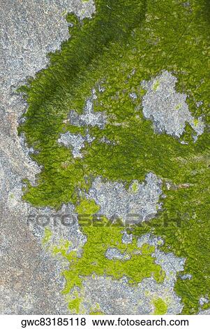 Close-up of lichen on rock View Large Photo Image Stock Photo - Close-up of lichen on rock. Fotosearch
