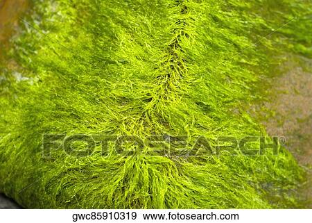 Close-up of moss View Large Photo Image Stock Photo - Close-up of moss. Fotosearch