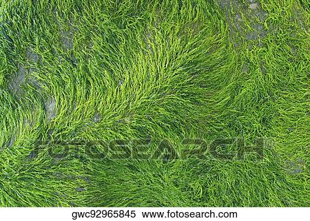 Close-up of moss View Large Photo Image Stock Photography - Close-up of moss. Fotosearch