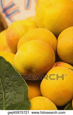 Close-up of peaches, Sorrento, Sorrentine Peninsula, Naples Province, Campania, Italy View Large Photo Image Stock Image - Close-up of peaches, Sorrento, Sorrentine Peninsula, Naples Province, Campania, Italy. Fotosearch
