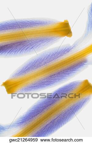 Stock Photo - Close-up of petals. Fotosearch
