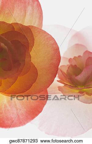 Close-up of pink flowers View Large Photo Image Stock Image - Close-up of pink flowers. Fotosearch