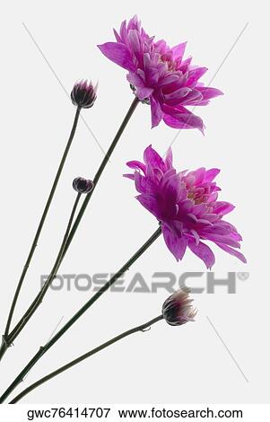 Close-up of pink flowers View Large Photo Image Stock Photo - Close-up of pink flowers. Fotosearch