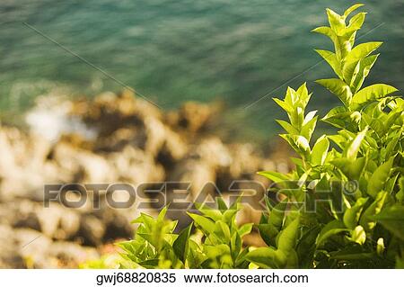 Stock Photography - Close-up of plants, Costiera Amalfitana, Salerno, Campania, Italy. Fotosearch