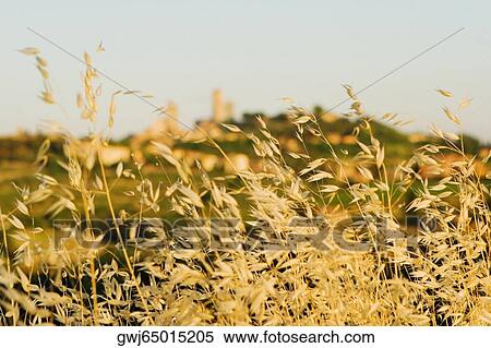 Close-up of plants with town on a hill in the background, San Gimignano, Siena Province, Tuscany, Italy View Large Photo Image Stock Photography - Close-up of plants with town on a hill in the background, San Gimignano, Siena Province, Tuscany, Italy. Fotosearch