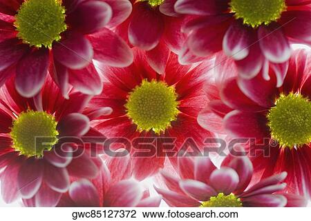 Close-up of red flowers View Large Photo Image Stock Image - Close-up of red flowers. Fotosearch
