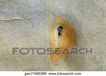 Close-up of rock surface View Large Photo Image Stock Photo - Close-up of rock surface. Fotosearch