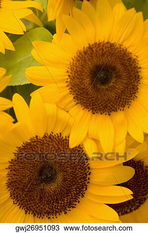 Close-up of sunflower, Cinque Terre National Park, La Spezia, Liguria, Italy View Large Photo Image Stock Image - Close-up of sunflower, Cinque Terre National Park, La Spezia, Liguria, Italy. Fotosearch