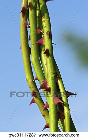 Close-up of thorns on rose stems View Large Photo Image Stock Photo - Close-up of thorns on rose stems. Fotosearch