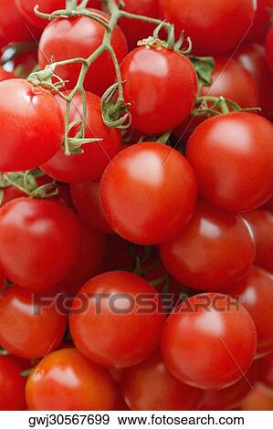 Close-up of tomatoes at a market stall, Sorrento, Sorrentine Peninsula, Naples Province, Campania, Italy View Large Photo Image Stock Photo - Close-up of tomatoes at a market stall, Sorrento, Sorrentine Peninsula, Naples Province, Campania, Italy. Fotosearch