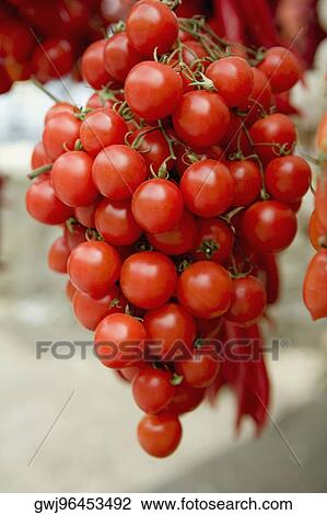 Close-up of tomatoes hanging at a market stall, Sorrento, Sorrentine Peninsula, Naples Province, Campania, Italy View Large Photo Image Stock Image - Close-up of tomatoes hanging at a market stall, Sorrento, Sorrentine Peninsula, Naples Province, Campania, Italy. Fotosearch
