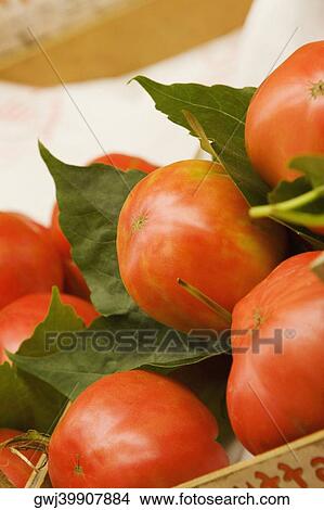 Close-up of tomatoes, Sorrento, Sorrentine Peninsula, Naples Province, Campania, Italy View Large Photo Image Picture - Close-up of tomatoes, Sorrento, Sorrentine Peninsula, Naples Province, Campania, Italy. Fotosearch
