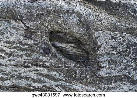 Close-up of tree bark View Large Photo Image Stock Photo - Close-up of tree bark. Fotosearch