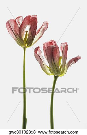Stock Photo - Close-up of two dry tulip flowers. Fotosearch
