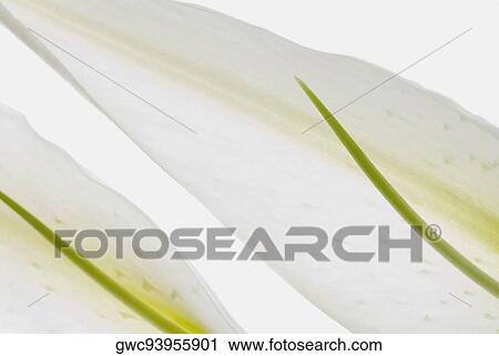 Close-up of two flower petals View Large Photo Image Stock Image - Close-up of two flower petals. Fotosearch