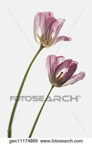 Close-up of two flowers View Large Photo Image Stock Photo - Close-up of two flowers. Fotosearch