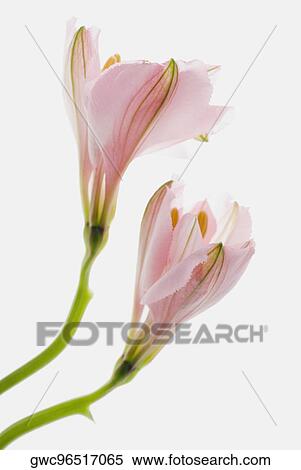 Stock Photography - Close-up of two flowers. Fotosearch